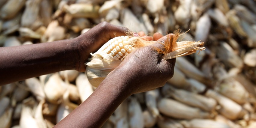 Op-Ed, Australian Institute of International Affairs: Hand in Hand for Better Foods and a Better Future?