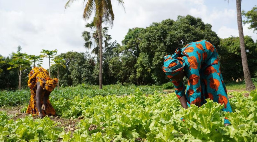 Il Sole 24 Ore: Climate finance in Africa is knocking on the door of the insurance industry - Article